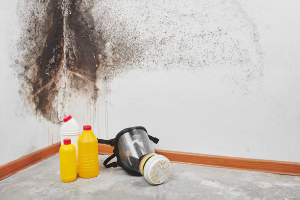 Why You Should Choose Our Mold Remediation Services in Windsor, VA